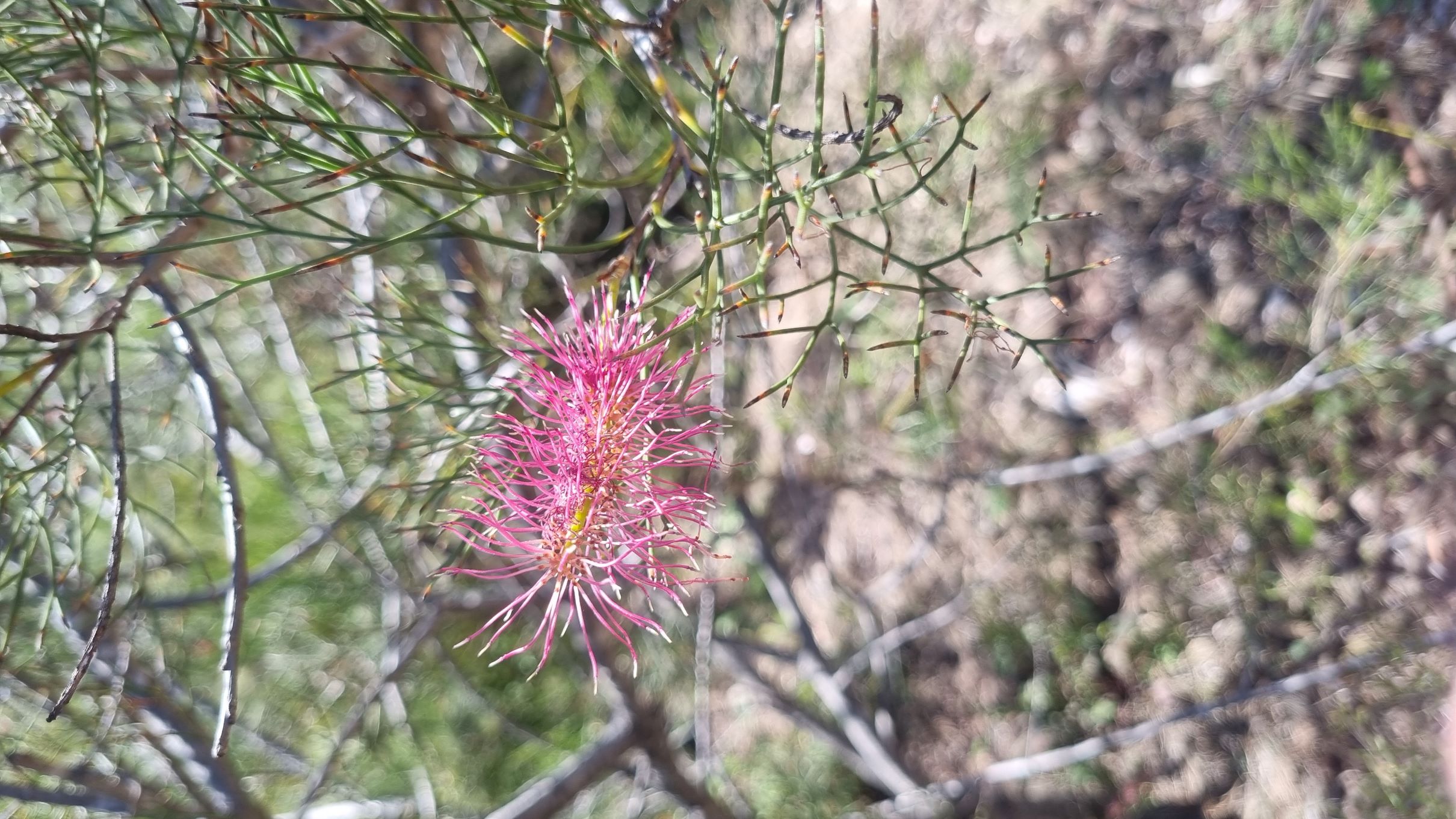 petrophiloides subsp. petrophiloides